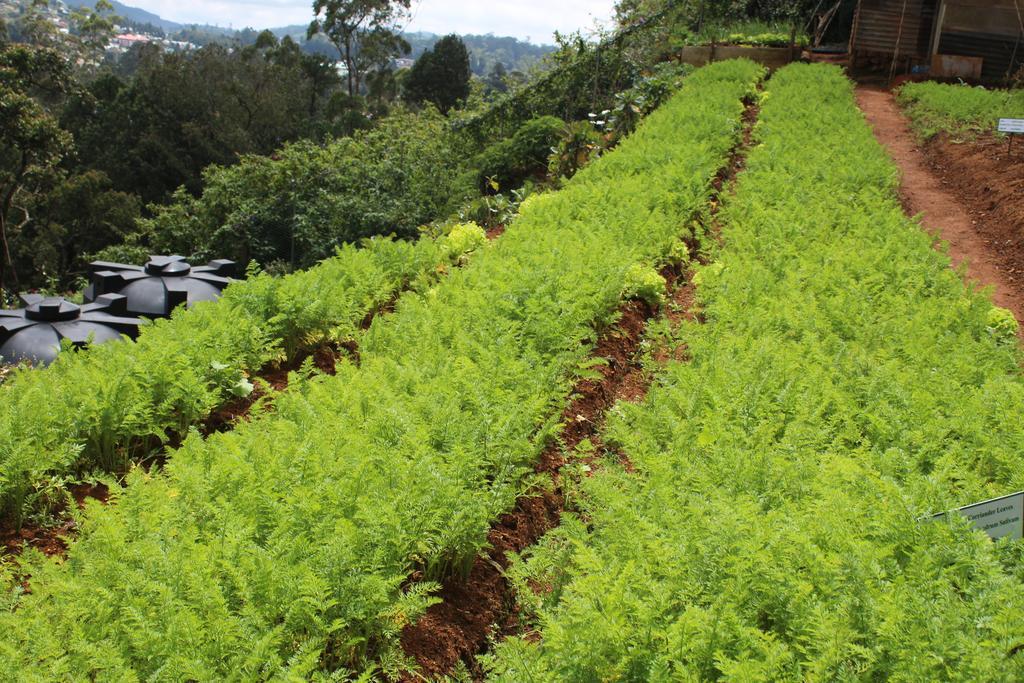 Serene Villa Nuwara Eliya Exterior foto